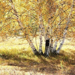 Breza previsnutá (Betula Alba) výška: 250-300 cm, obvod kmeňa: 6/8 cm, kont. C35L - VIACKMENNÁ